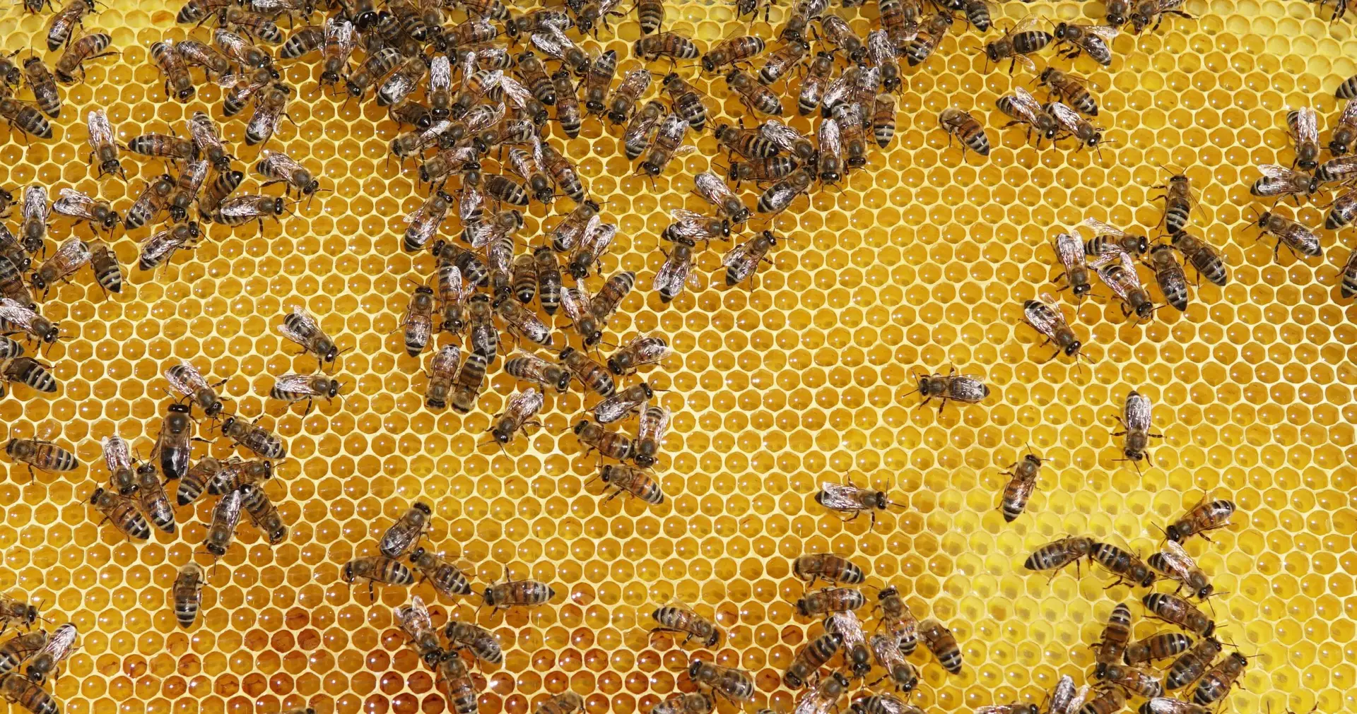 Honey Bees